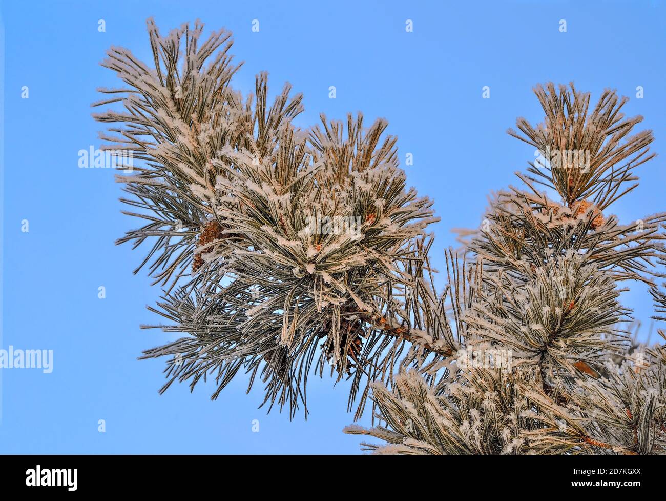 White snow and hoarfrost on pine tree branch with cones close up on blue sky background. Green needles of coniferous tree with rime covered at sunshin Stock Photo