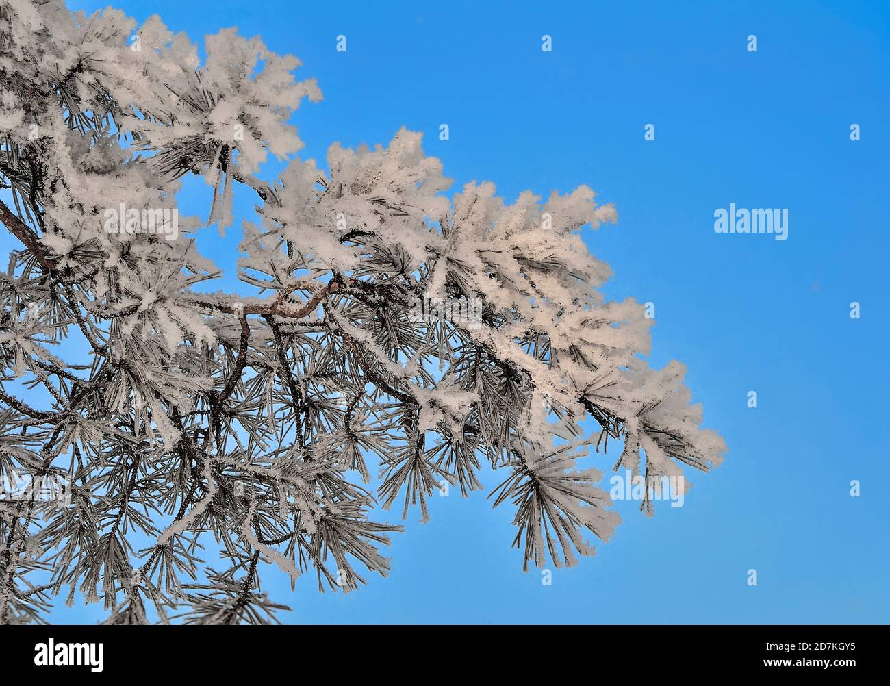White snow and hoarfrost on pine tree branch with cones close up on ...