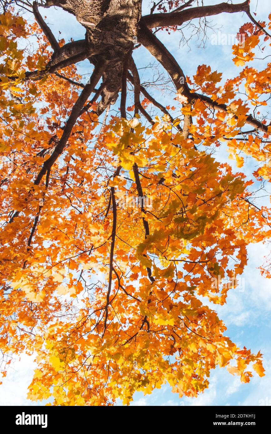 golden tree of autumn Stock Photo Alamy