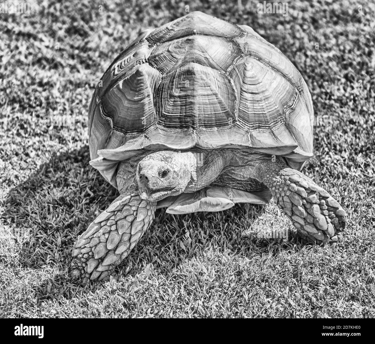 African spurred tortoise also known as sulcata tortoise, land turtle walking on the grass Stock Photo