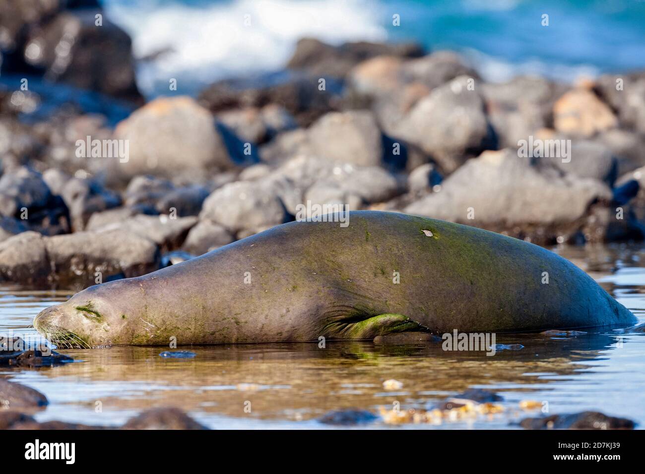 Hawaiian Monk Seal Sleeping, Neomonachus schauinslandi, critically endangered, endemic, Ka'ena Point State Park, Oahu, Hawaii, USA, Pacific Ocean Stock Photo