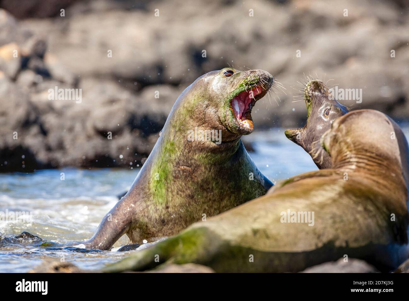 Hawaiian Monk Seals Fighting, Neomonachus schauinslandi, critically endangered, endemic, Oahu, Hawaii, USA, Pacific Ocean Stock Photo