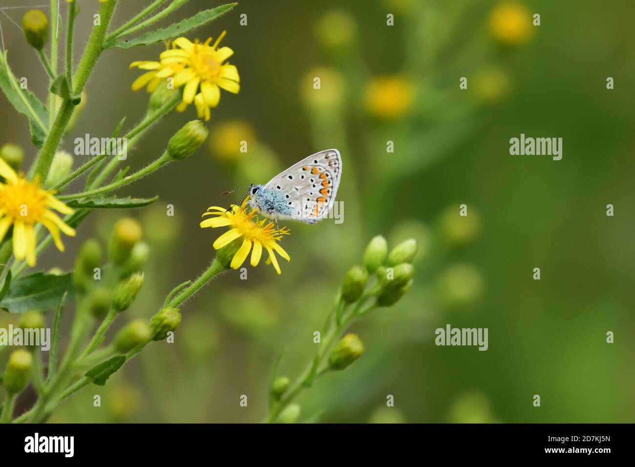 Macro photograph of a Polyommatus, a butterfly of the Lycaenidae family, taken in its natural habitat. Stock Photo