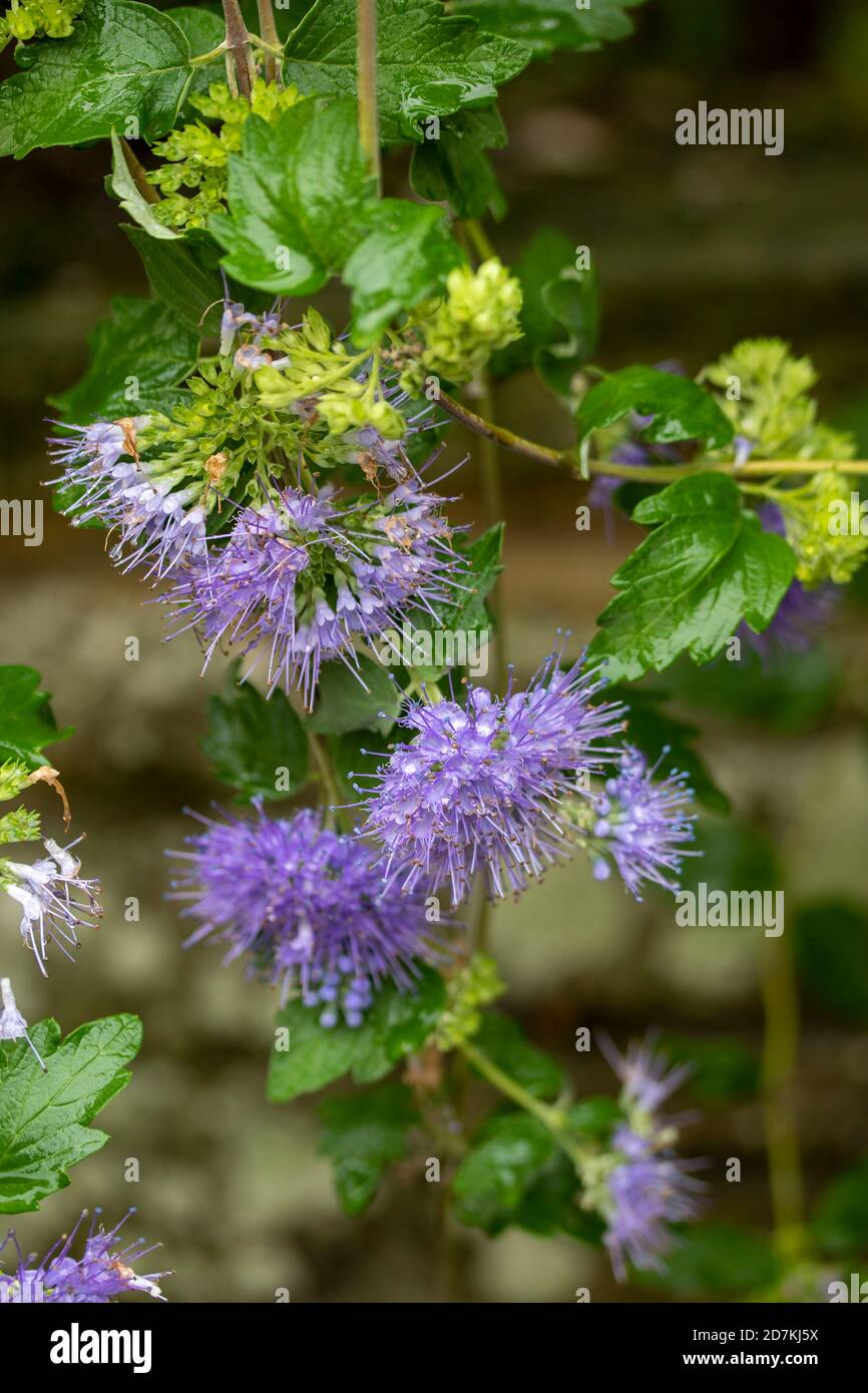 Caryopteris incana ‘Blue Cascade’ flowering profusely Stock Photo