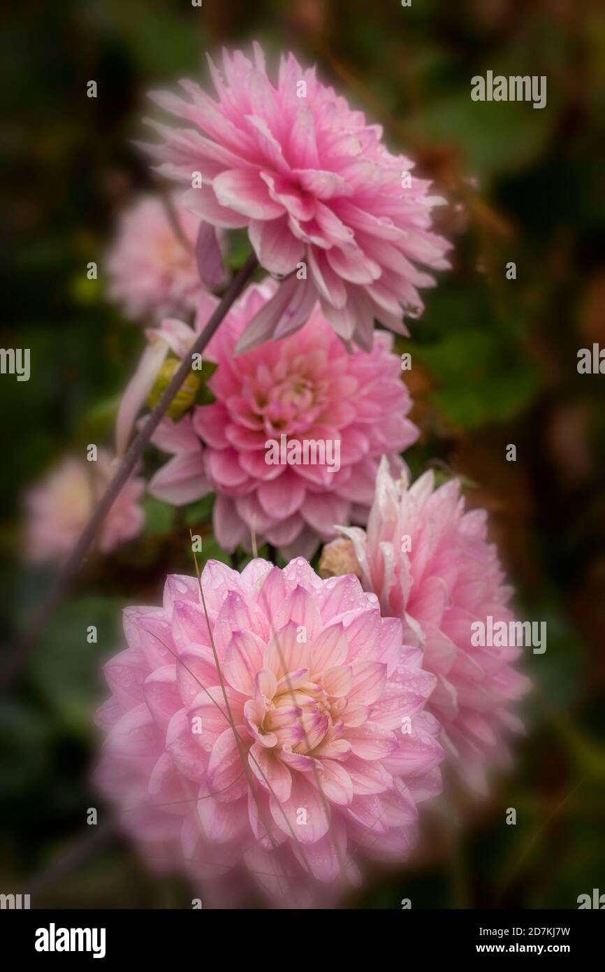 Dahlia (Melody Harmony) closeup natural flower portrait Stock Photo