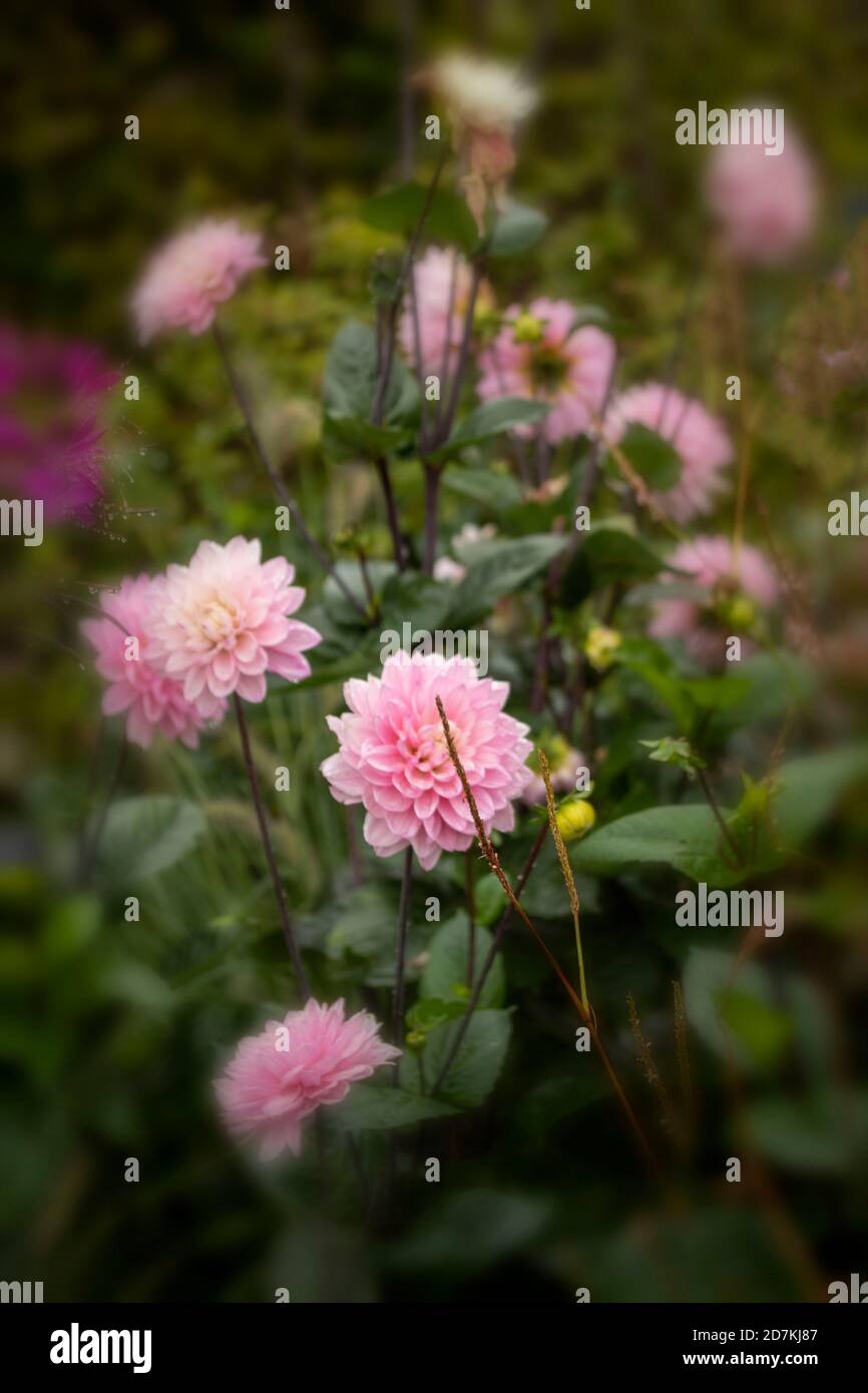 Dahlia (Melody Harmony) closeup natural flower portrait Stock Photo