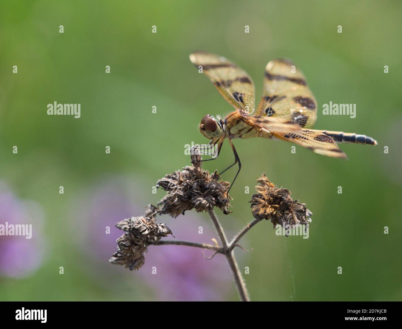 Selective focus shot of a Dragonfly sitting on a flower Stock Photo - Alamy