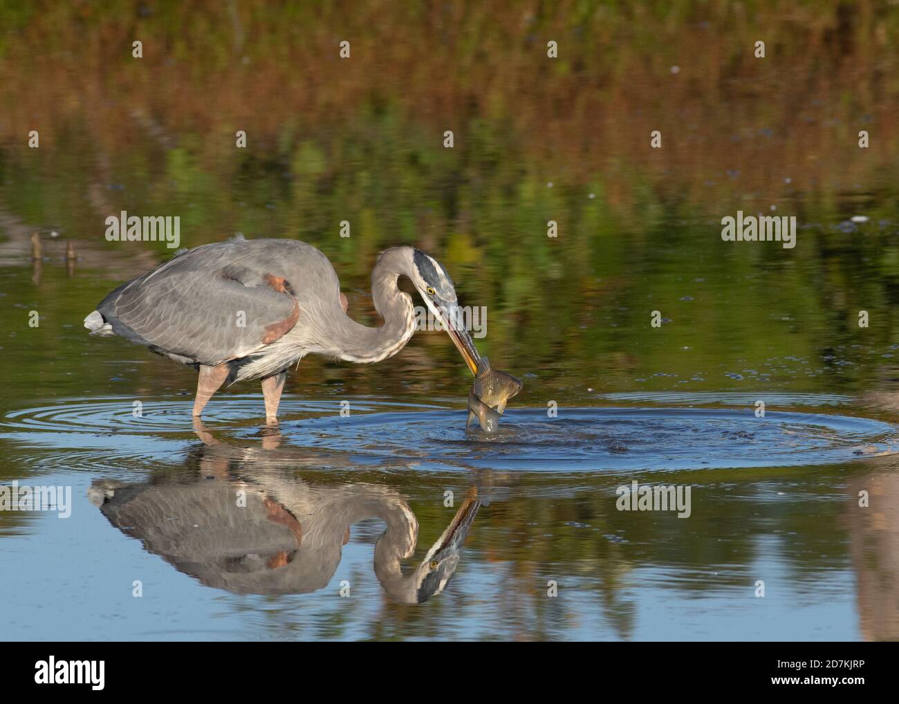 Great Blue Heron (Ardea herodias) catching fish, Huntley Meadows, Alexandria, VA Stock Photo