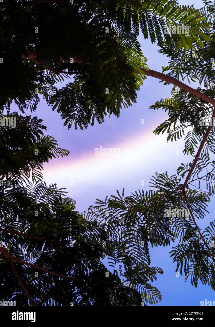 Solar halo observed through the branches of a tropical tree in the month of May in Cuba Stock Photo