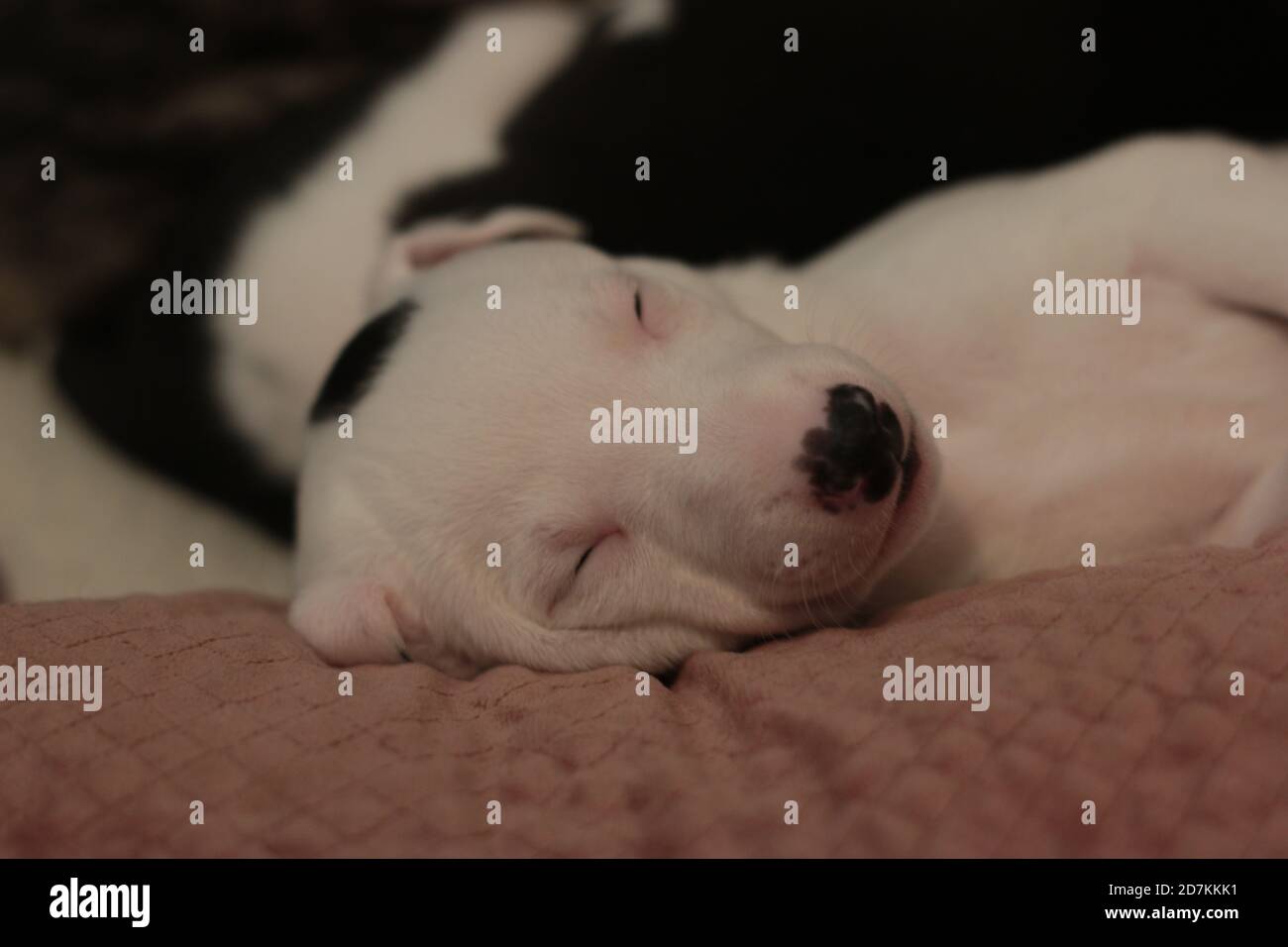 Sleeping whippet puppy. Stock Photo