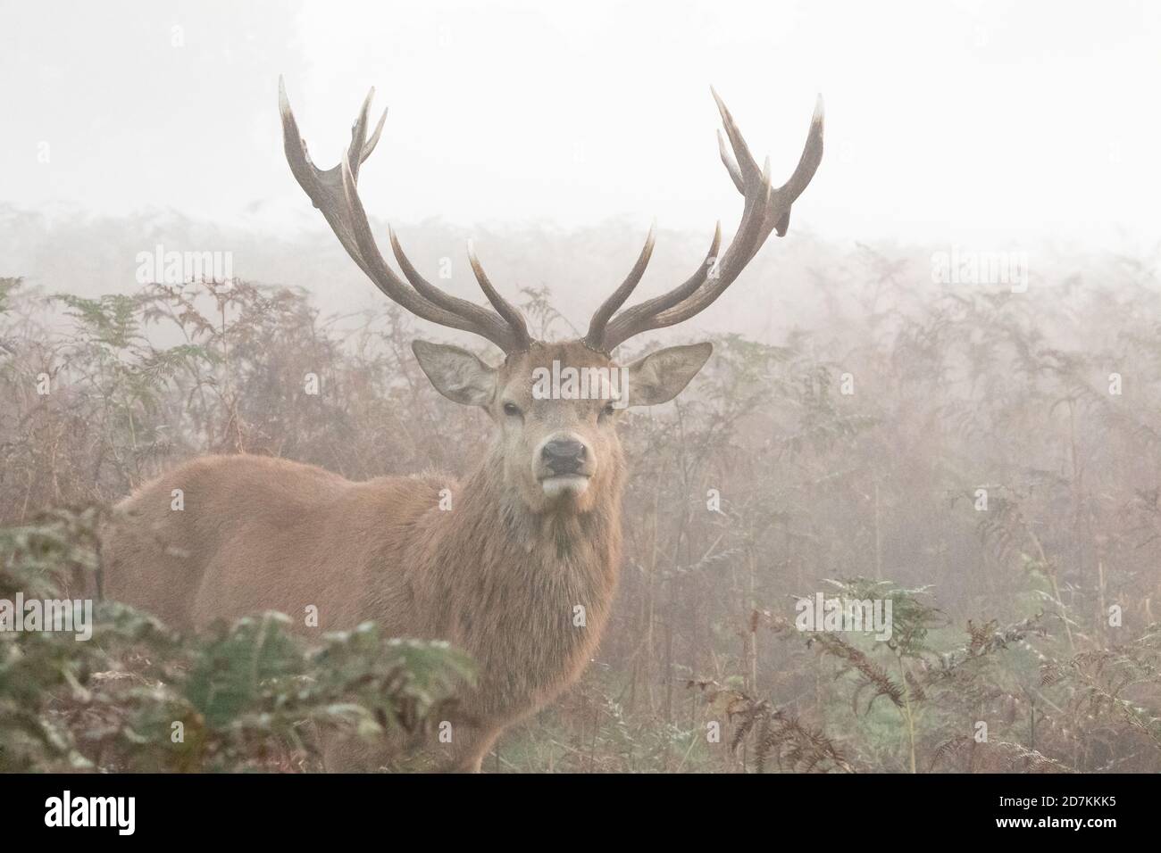 A red deer stag stands arrogantly in the early morning mist of learly Autumn, in Bushy Park, West London Stock Photo