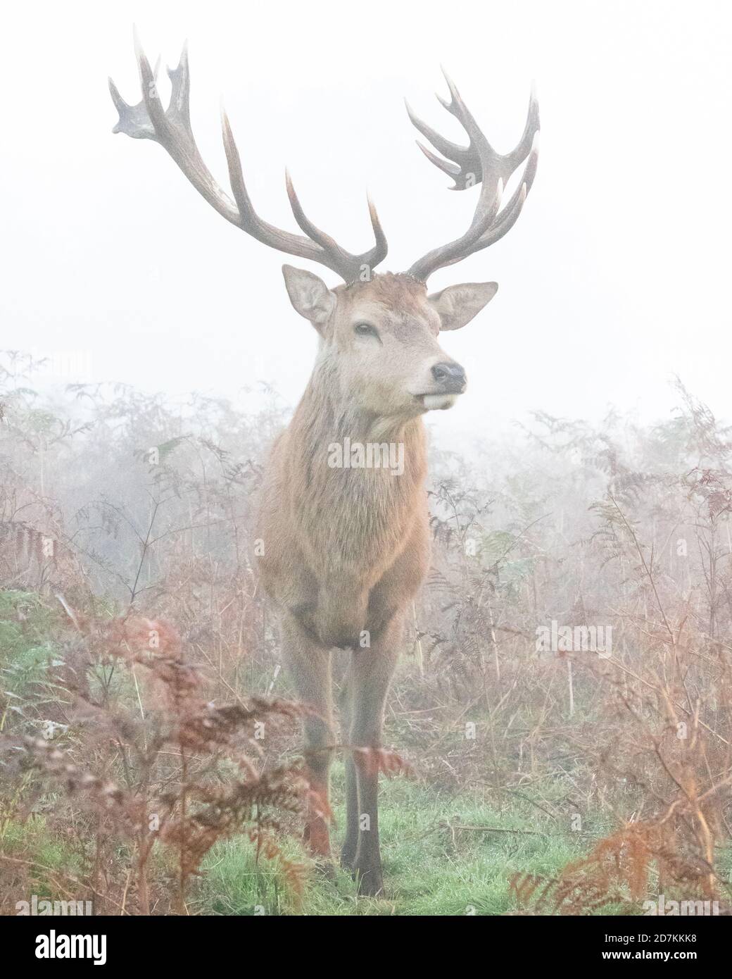 A red deer stag stands arrogantly in the early morning mist of learly Autumn, in Bushy Park, West London Stock Photo