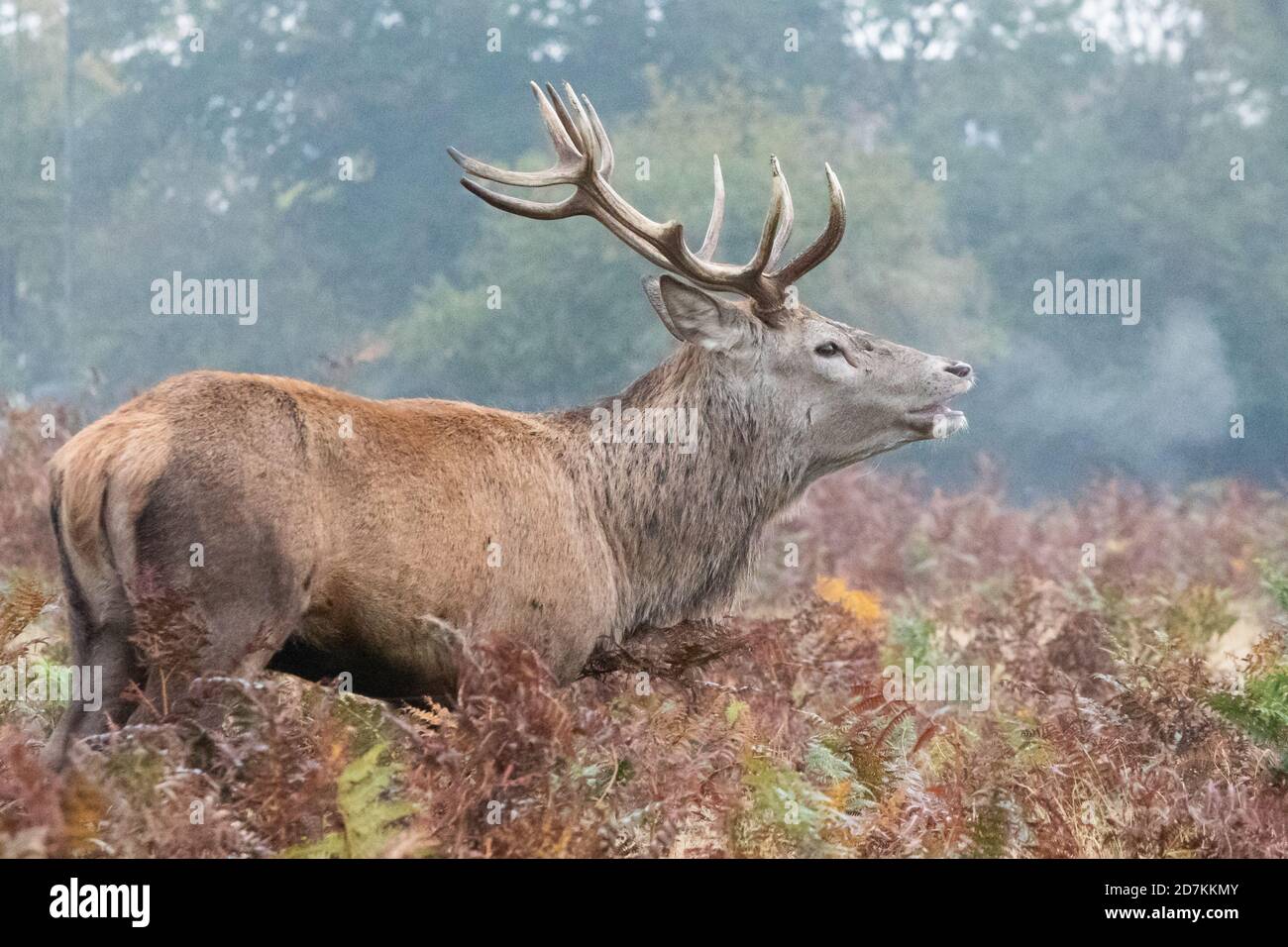 A red deer stag stands motionless in the Autumnal bracken in Bushy Park, West London, its moist breath visible in the cool early morning air. Stock Photo