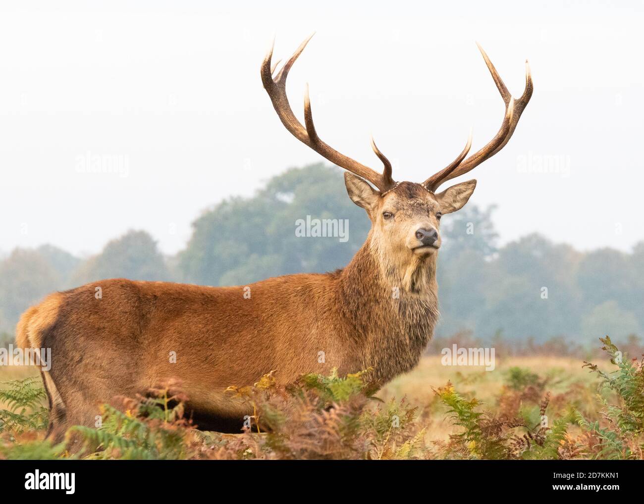 A statuesque red deer stag stands arrogantly in the bracken in Bushy Park, West London Stock Photo