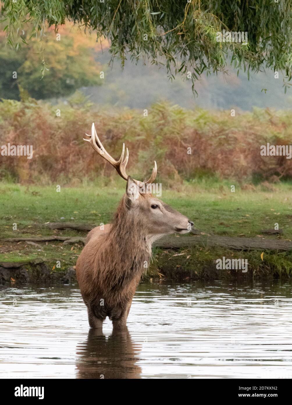 Knee deep in water hi-res stock photography and images - Alamy