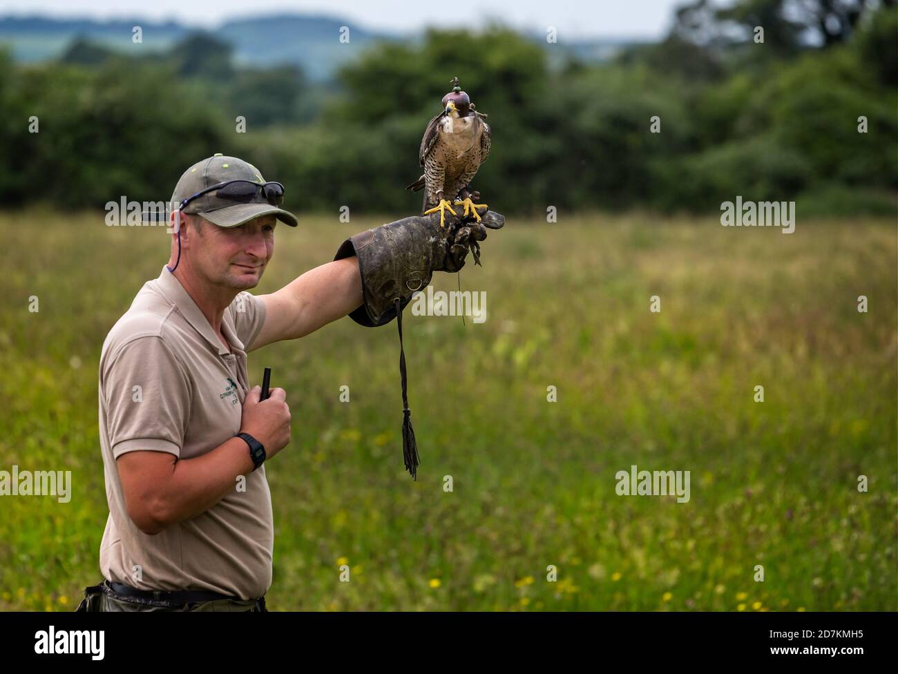 Falcon on arm hires stock photography and images Alamy