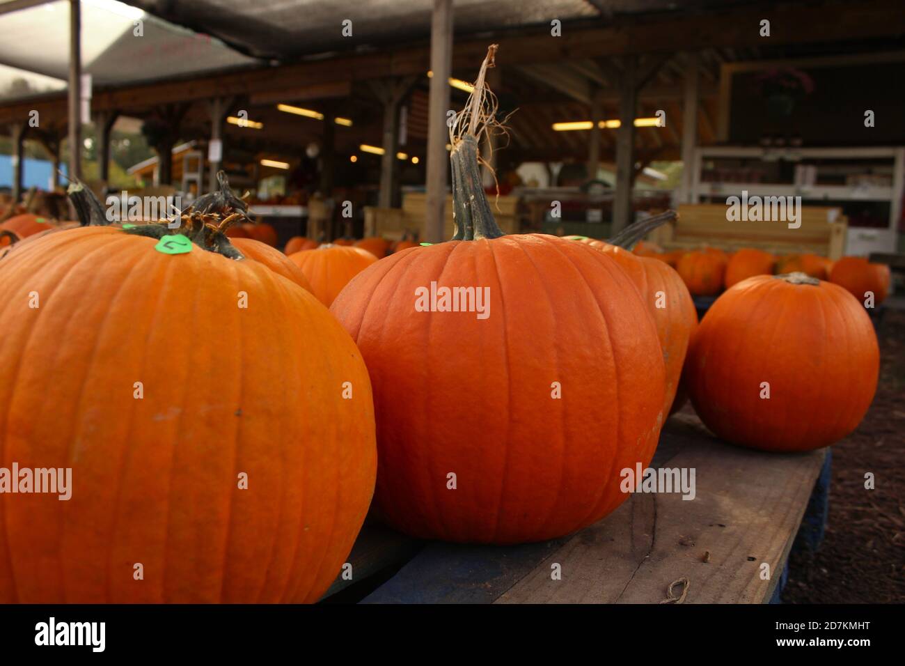 Up-close image of pumpkins at a Farmer's Market Stock Photo - Alamy