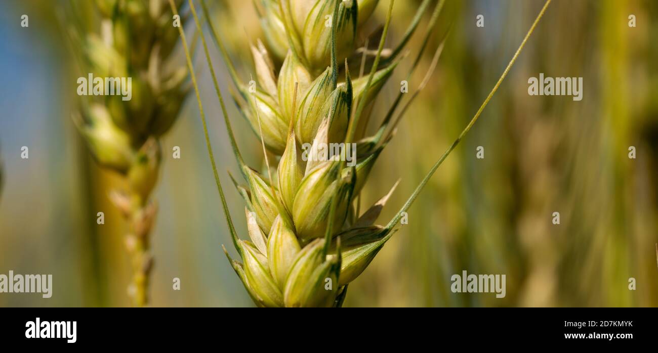 Close up of a wheat in field Stock Photo