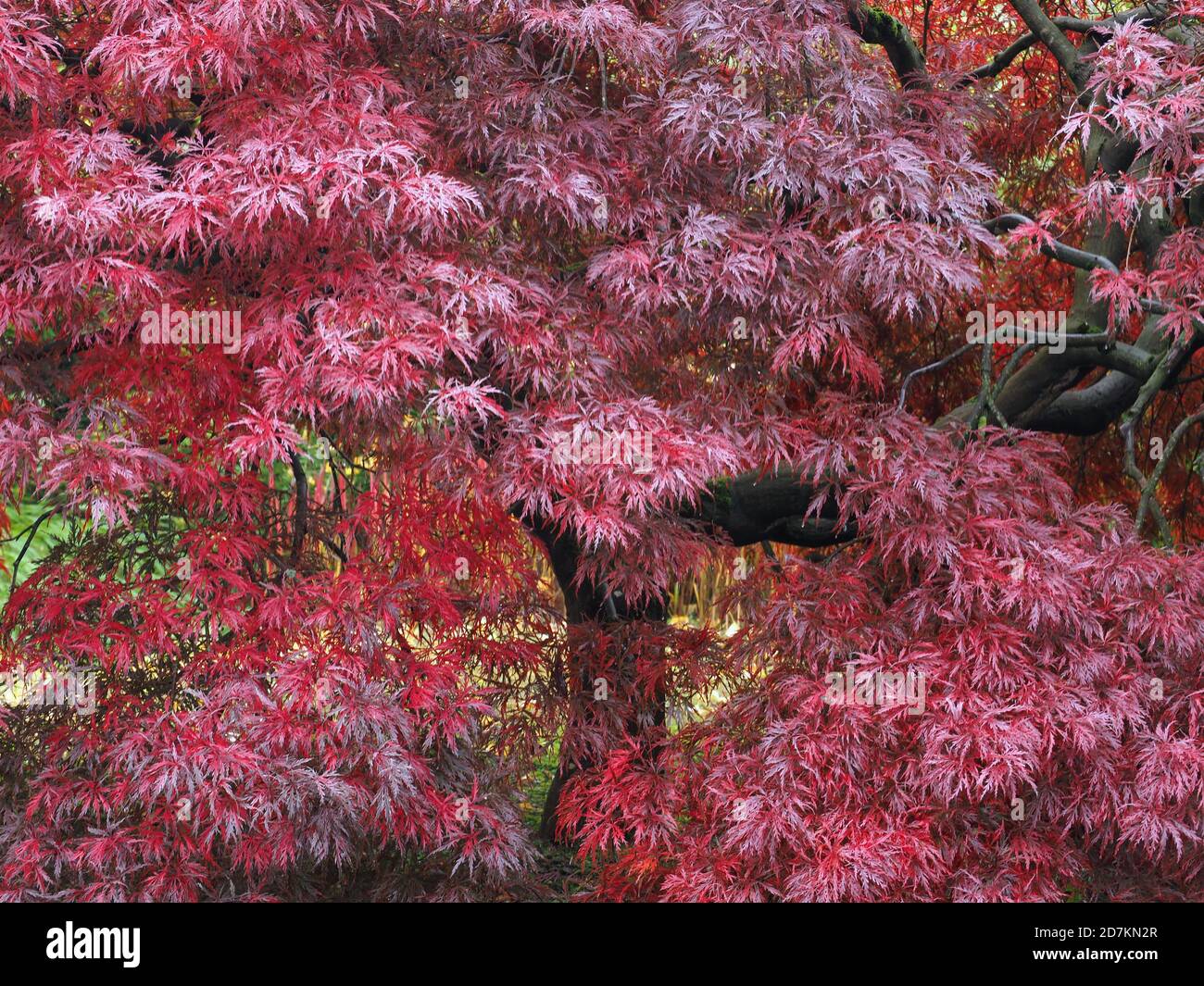 Red japanese maple tree hi-res stock photography and images - Alamy