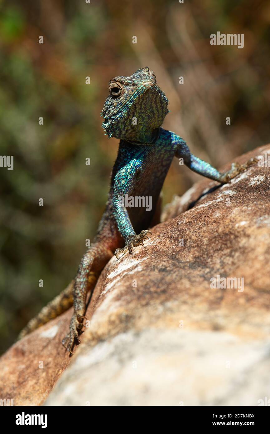 Southern Cape Agama lizard basking on rock Stock Photo Alamy