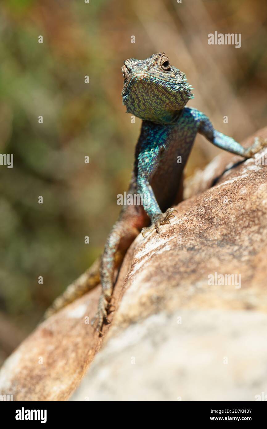 Southern Cape Agama lizard basking on rock Stock Photo Alamy