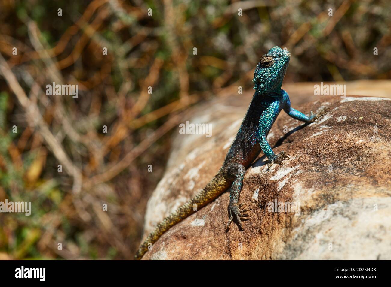 Southern Cape Agama lizard basking on rock Stock Photo Alamy