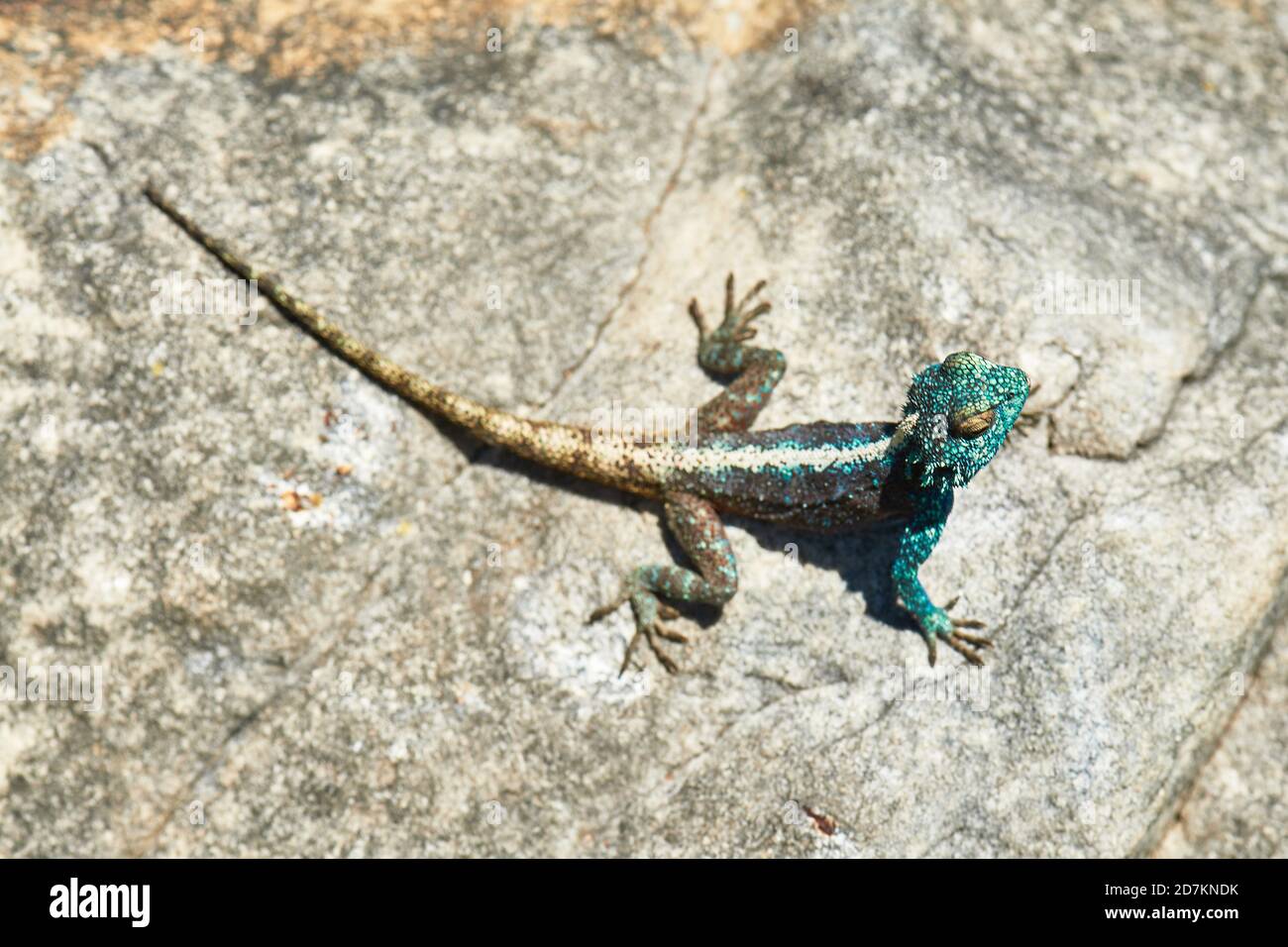 Southern Cape Agama lizard basking on rock Stock Photo Alamy