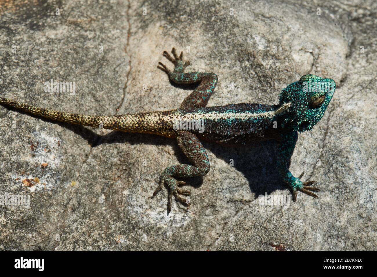 Southern Cape Agama lizard basking on rock Stock Photo Alamy
