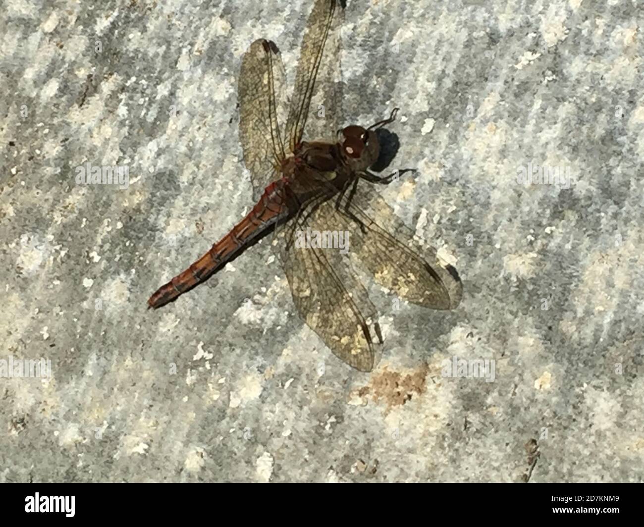 dragonfly red veined darter, these red dragonfly is common in the UK Stock Photo