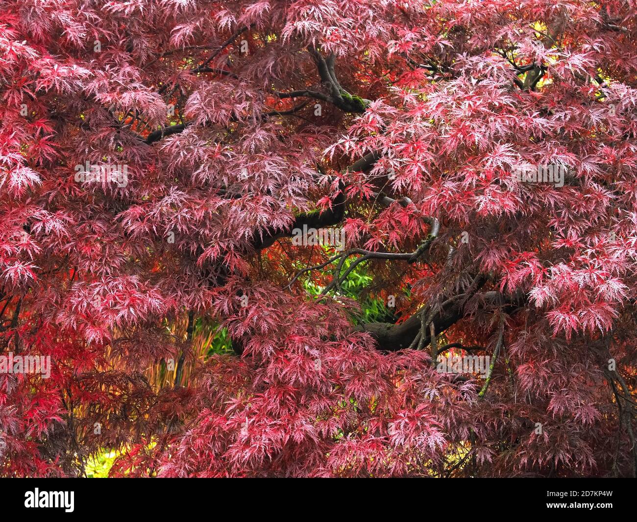Red japanese maple tree in autumn Stock Photo - Alamy
