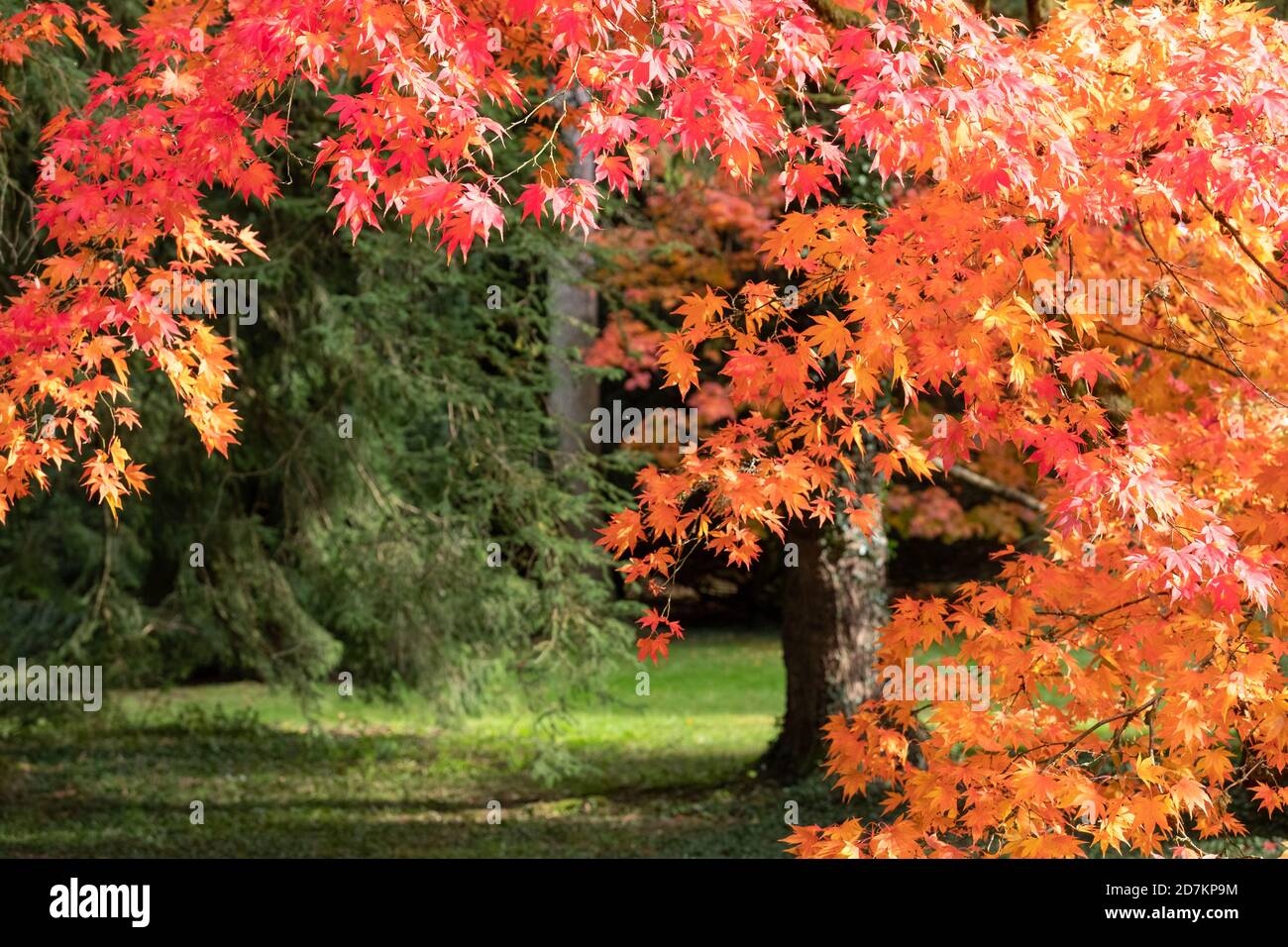 Autumn Blaze Maple High Resolution Stock Photography And Images Alamy