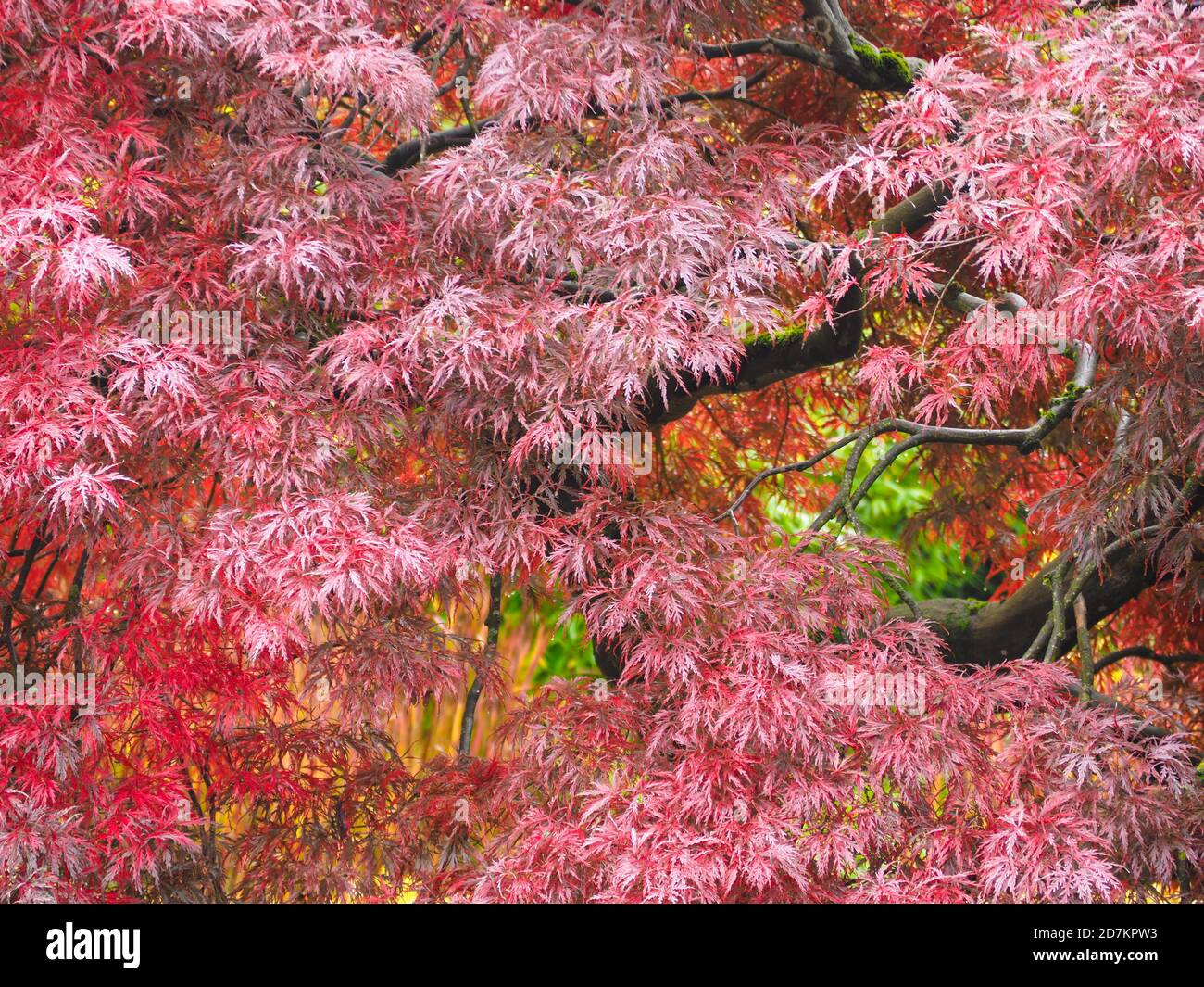 Red japanese maples hires stock photography and images Alamy