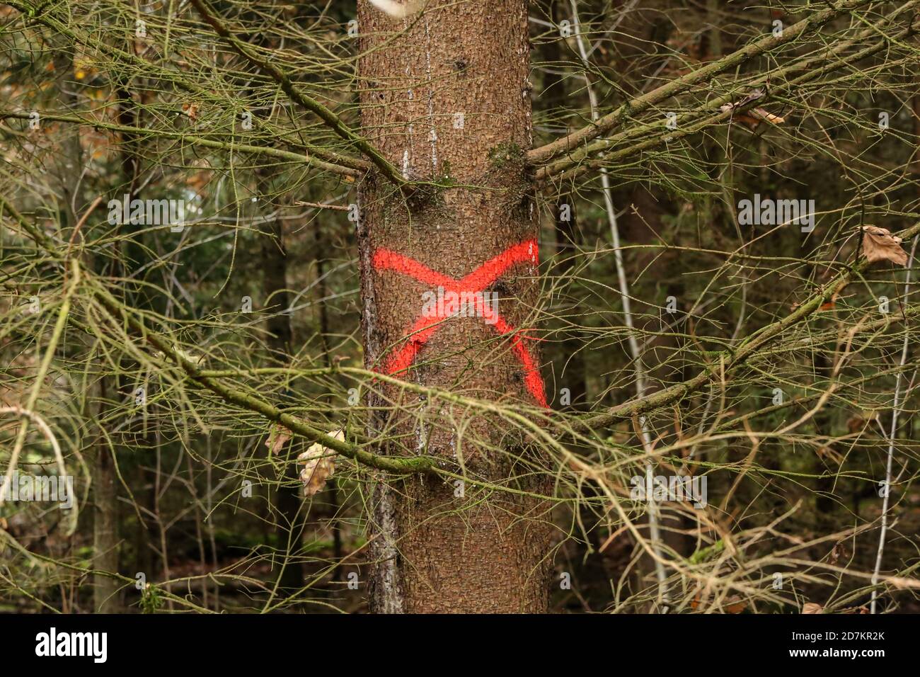 Closeup shot of a pine tree in forest marked with red X to be cut down Stock Photo