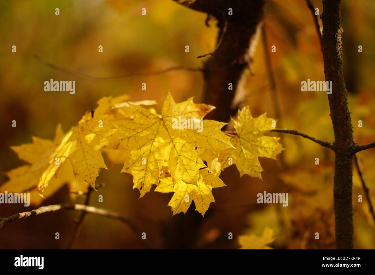 Autumn maple tree with big golden leaves in sunny forest Stock Photo ...