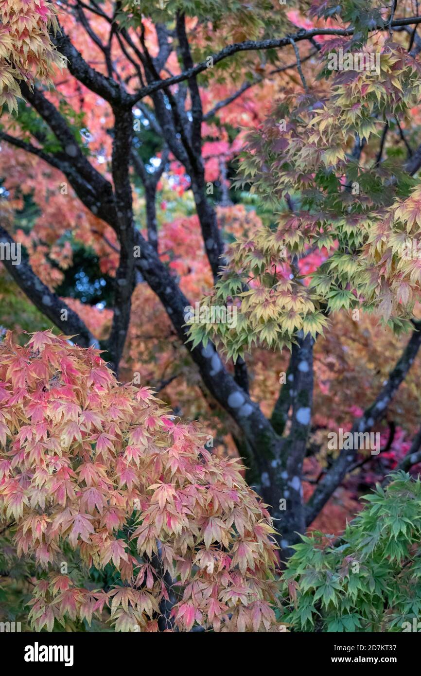 Autumn leaves. Acer and maple trees in a blaze of colour, photographed at Westonbirt Arboretum, Gloucestershire, UK in the month of October. Stock Photo