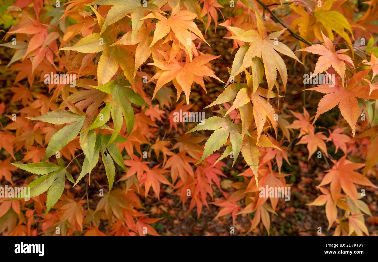 Autumn leaves. Acer and maple trees in a blaze of colour, photographed at Westonbirt Arboretum, Gloucestershire, UK in the month of October. Stock Photo