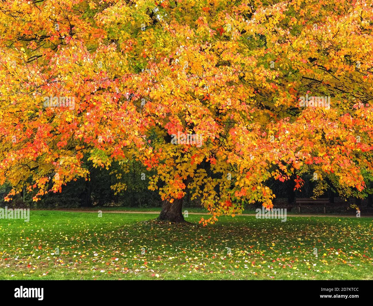 Maple tree tourism season hi-res stock photography and images - Alamy