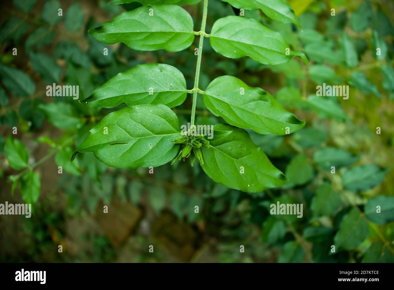 A group of Jasmine or Jui flowers plants of Bangladesh Stock Photo - Alamy