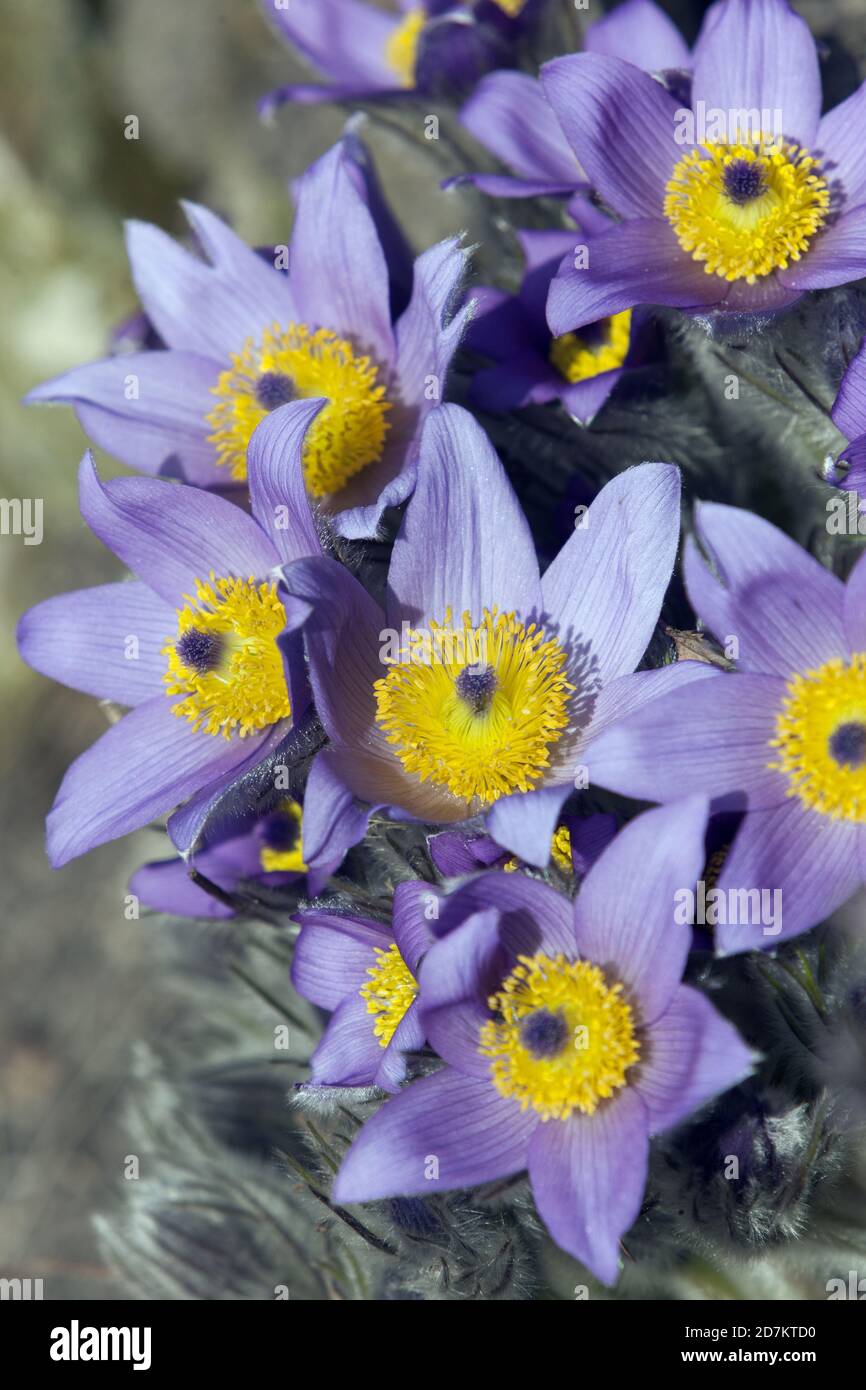 Pasque flower rockery Pulsatilla vulgaris flowers Stock Photo