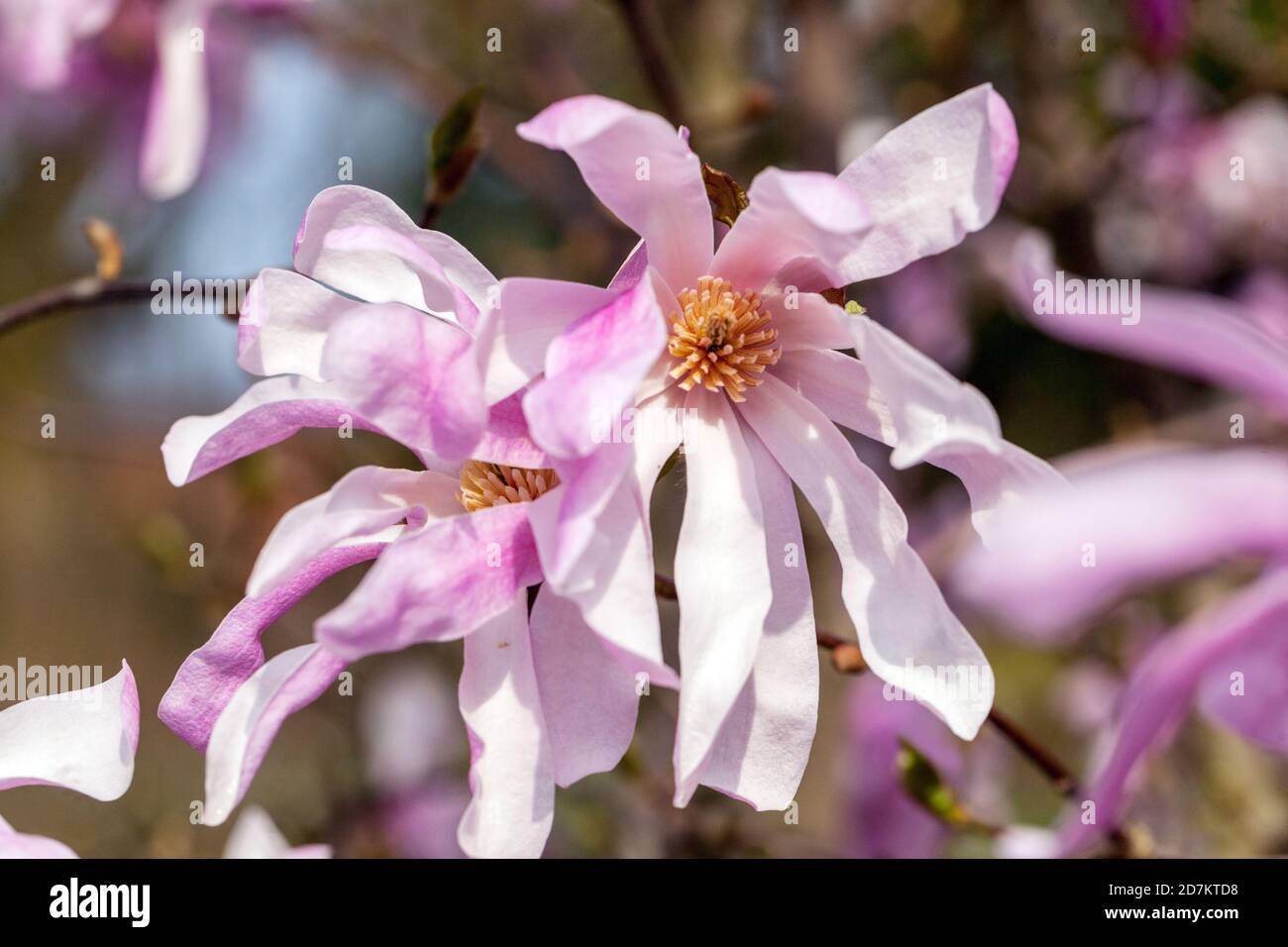 Blooming tree branch Magnolia rosea Stock Photo