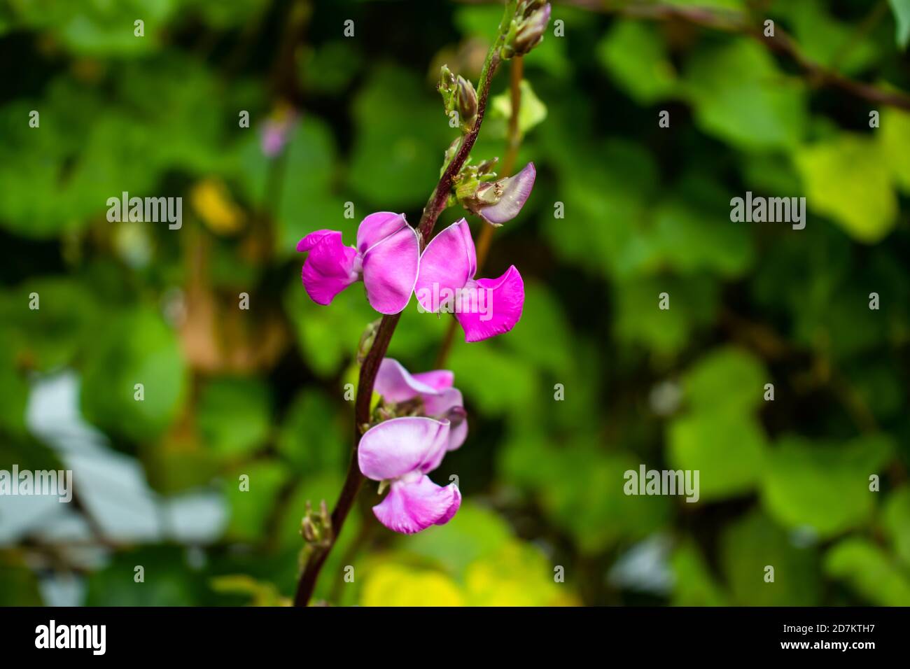 On the green bg Pink white and red bean flower the pure vegetable Stock Photo
