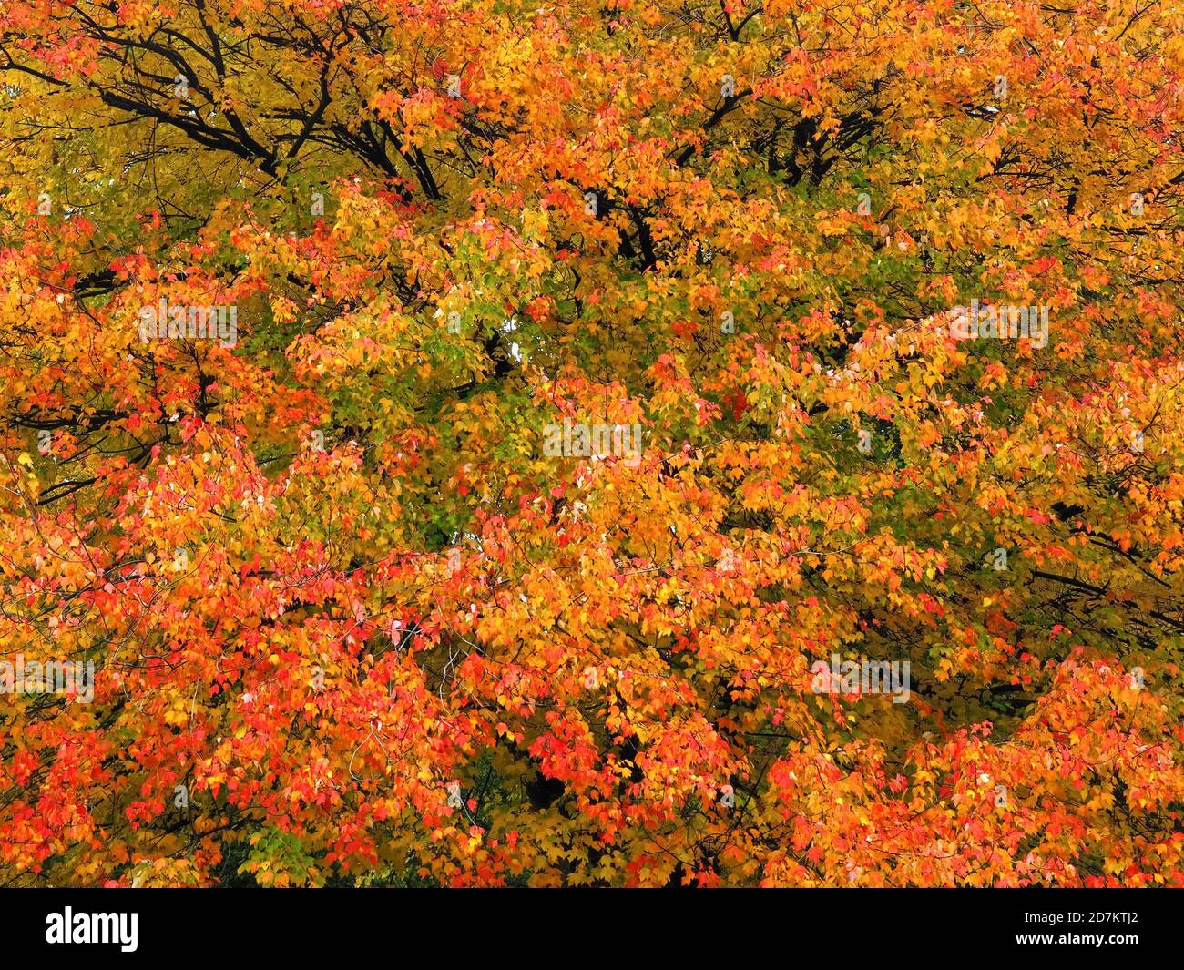 Maple tree tourism season hi-res stock photography and images - Alamy