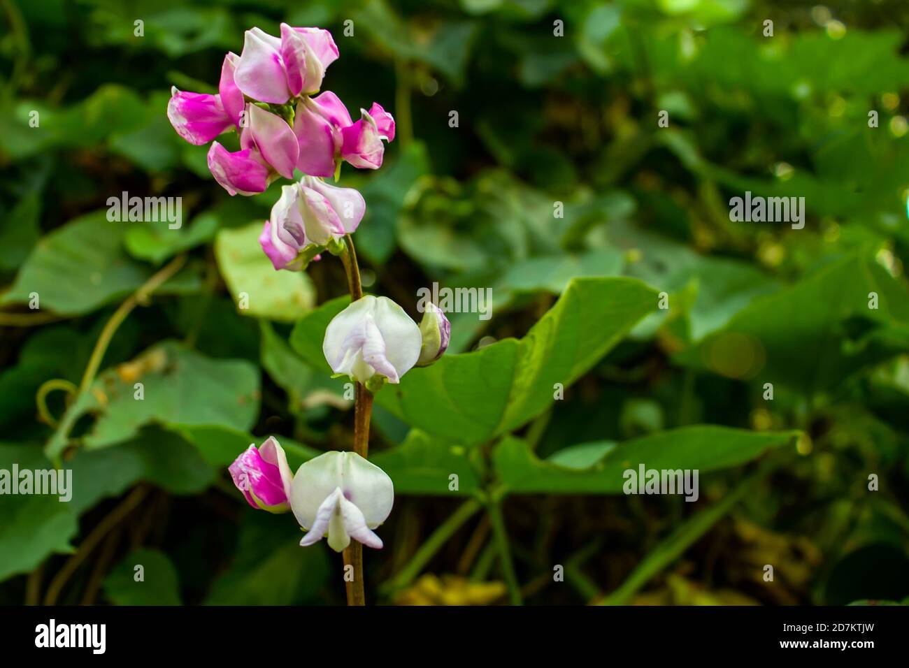 A set of pink white and red bean flower the pure vegetable Stock Photo