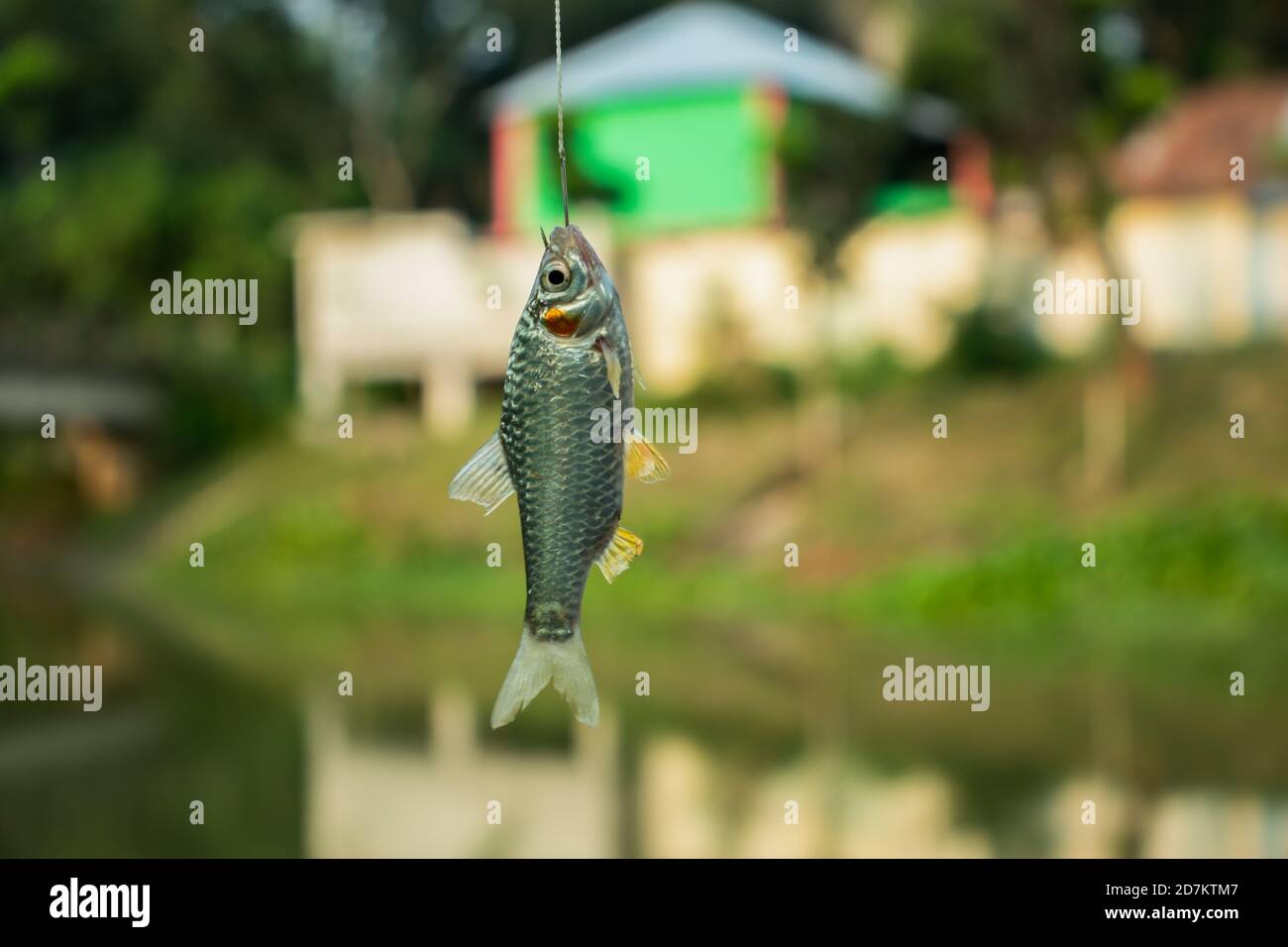 Puntius or Cypriniformes or Cyprinidae. Putti fish in the hook Stock Photo