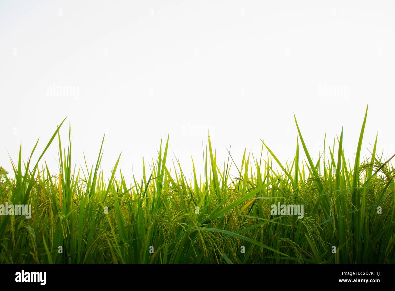 Rip paddy plant on hi-res stock photography and images - Alamy