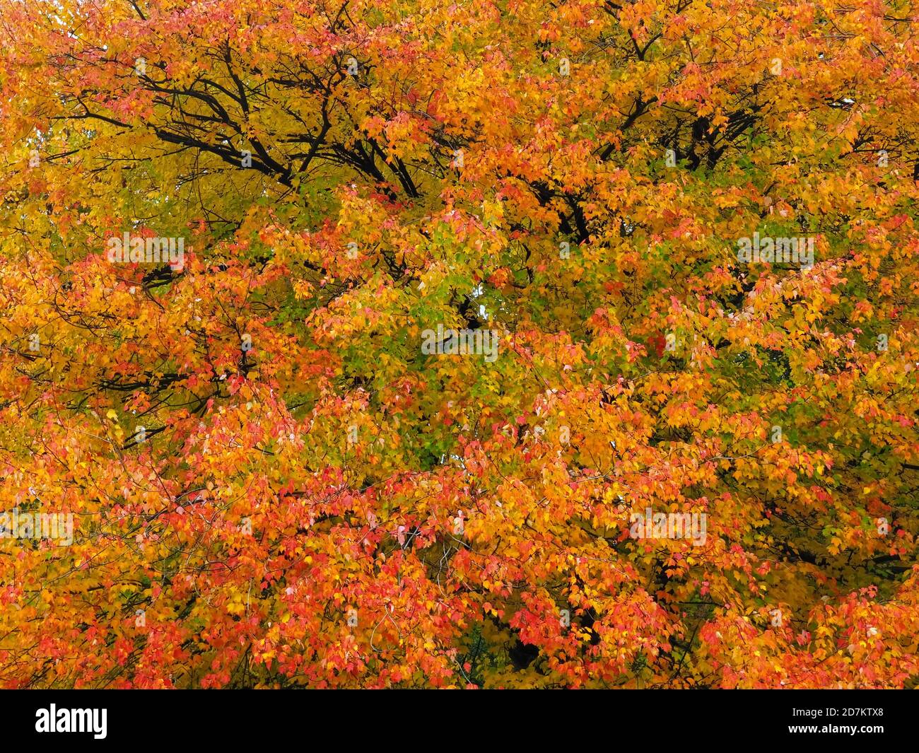 Maple tree tourism season hi-res stock photography and images - Alamy