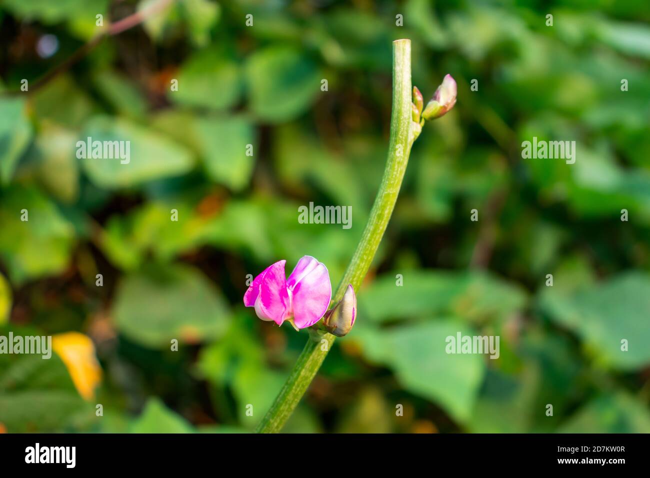 Green bg Pink white and red bean flower the pure vegetable Stock Photo