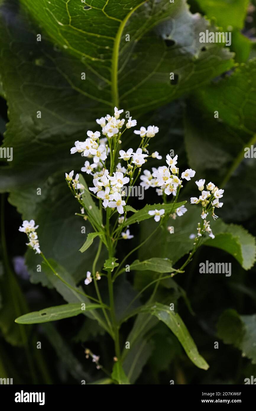 White horseradish flowers in bloom against a dark background Stock Photo