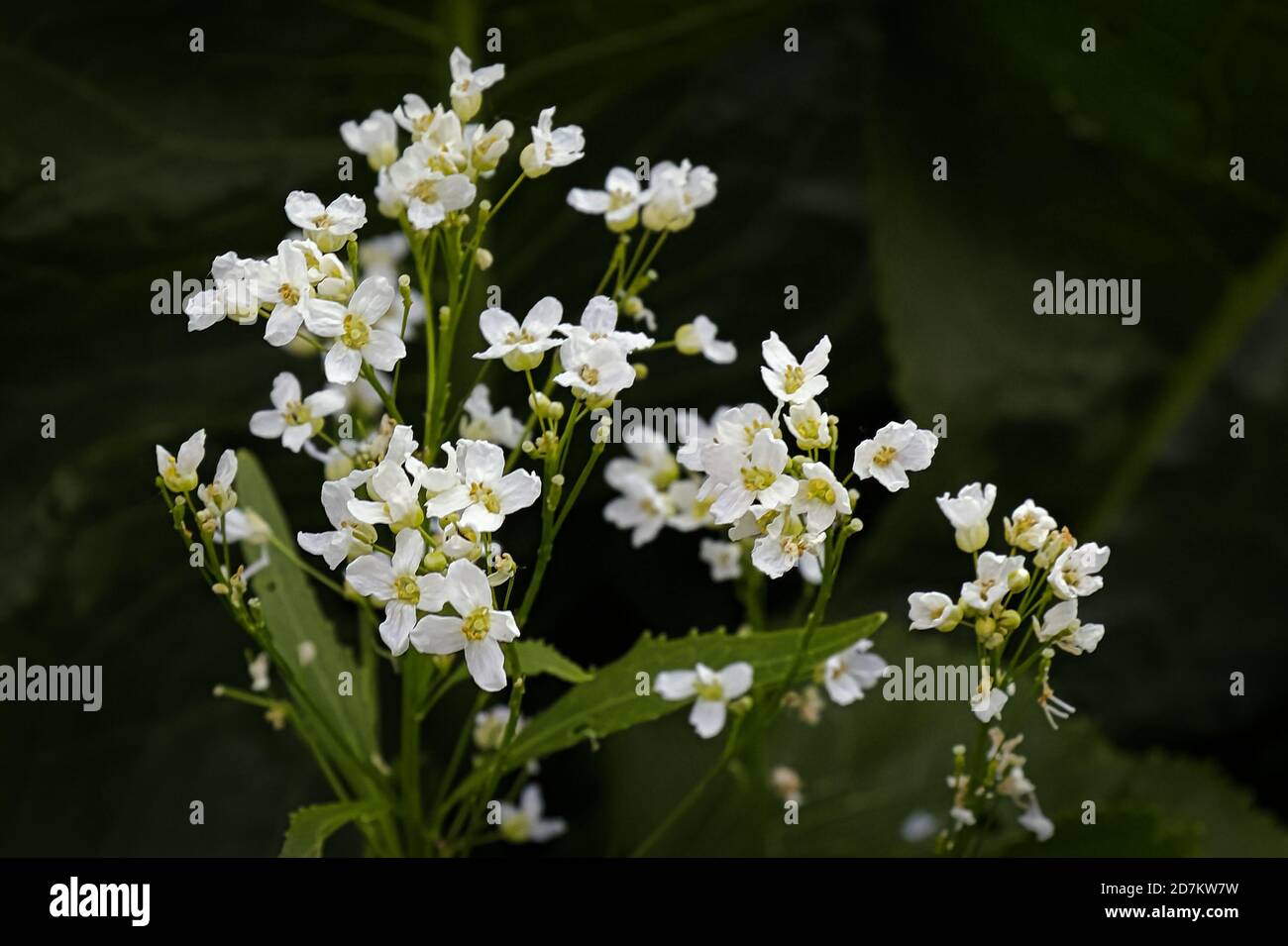 A closeup of white horseradish flowers blooming Stock Photo