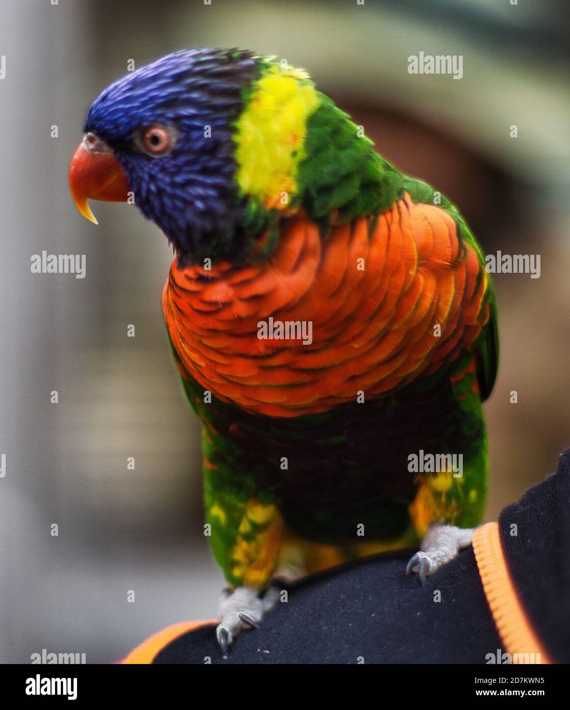 Perched Rainbow Lorikeet Stock Photo